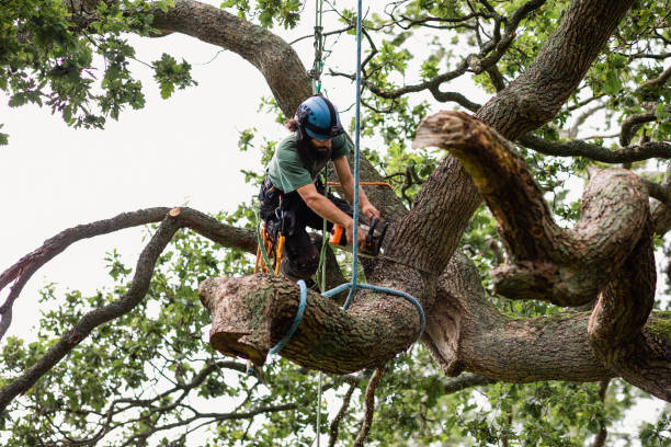  Garnett, KS Tree Services Pros